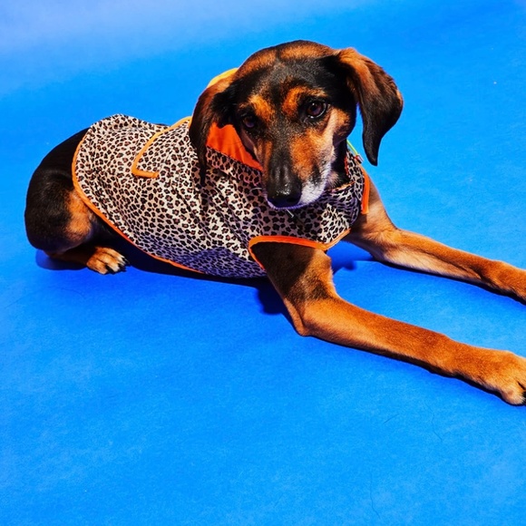 Leopard Print Dog Raincoat w/ Hood “Ware of the Dog” - Picture 10 of 13